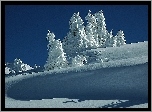 Drzewa, Śnieg