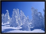 Drzewa, Śnieg