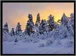 Śnieg, Drzewa, Niebo