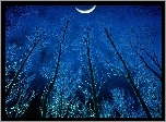 Noc, Drzewa, Księżyc