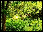 Ogród, Drzewa, Paprocie