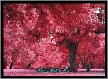 Park, Drzewa, Ławeczki