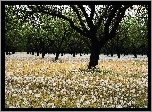 Park, Drzewa, Dmuchawce