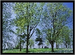 Park, Drzewa, Domek