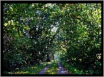 Park, Drzewa, Droga