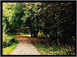 Park, Drzewa, Droga