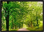 Park, Drzewa, Droga