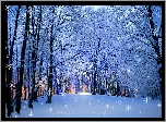 Park, Drzewa, Gwiazdki