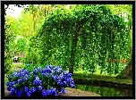Park, Drzewa, Hiacynty