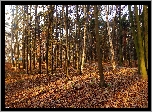 Park, Drzewa, Jesień