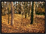 Park, Drzewa, Jesień