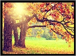 Park, Drzewa, Kolorowe, Liście, Promienie, Słońca, Jesień