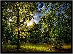 Park, Drzewa, Krzewy
