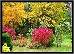 Drzewa, Krzewy, Kwiaty, Park, Jesień