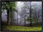 Park, Drzewa, Mgła