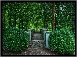 Park, Drzewa, Mostek