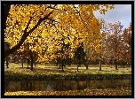 Park, Drzewa, Rzeczka