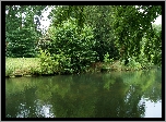 Park, Drzewa, Staw