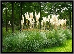 Park, Drzewa, Trawy