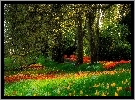 Park, Drzewa, Tulipany