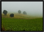 Pola, Drzewa, Mgła