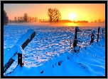 Pola, Drzewa, Ogrodzenie, Piękny, Wschód, Słońca, Zima