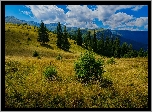 Góry, Drzewa, Polana, Trawa, Chmury