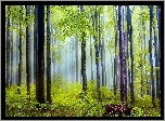 Drzewa, Mgła, Poranek, Wiosna