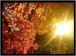 Drzewa, Jesień, Ławeczka, Przebijające, Światło