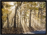 Drzewa, Las, Jesień, Droga, Przebijające światło