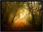 Drzewa, Las, Jesień, Przebijające Światło