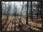 Drzewa, Park, Przebijające Światło