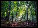 Rezerwat przyrody w Leland, Las, Drzewa, Przebijające światło, Stan Michigan, Stany Zjednoczone