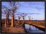 Rzeka, Drzewa, Baobab