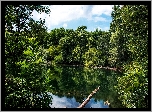 Rzeka, Drzewa, Konar