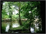 Rzeka, Drzewa, Mostek