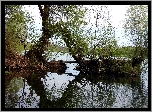 Rzeka, Drzewa, Roślinność