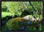 Rzeka, Drzewa, Trawa