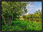 Rzeka, Drzewa, Trawa