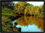 Rzeka, Drzewa, Trawy