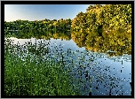 Rzeka, Drzewa, Trawy