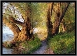 Rzeka, Drzewa, Trawy