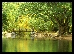 Rzeki, Drzewa, Most