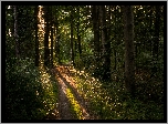 Las, Drzewa, Ścieżka, Rozświetlona, Dróżka