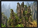 Skały, Drzewa, Krzewy