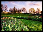 Klomby, Tulipany, Drzewa, Promienie słońca, Park, Wiosna, Budynek, Parlament, Ottawa, Kanada