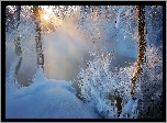 Zima, Drzewa, Krzewy, Śnieg, Rzeka, Mgła, Promienie słońca