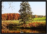 Jesień, Drzewa, Staw, Pole, Łąka