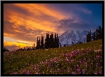 Stany Zjednoczone, Stan Waszyngton, Stratowulkan Mount Rainier, Zachód Słońca, Drzewa