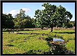 Drzewa, Łąka, Strumyk, Mostek